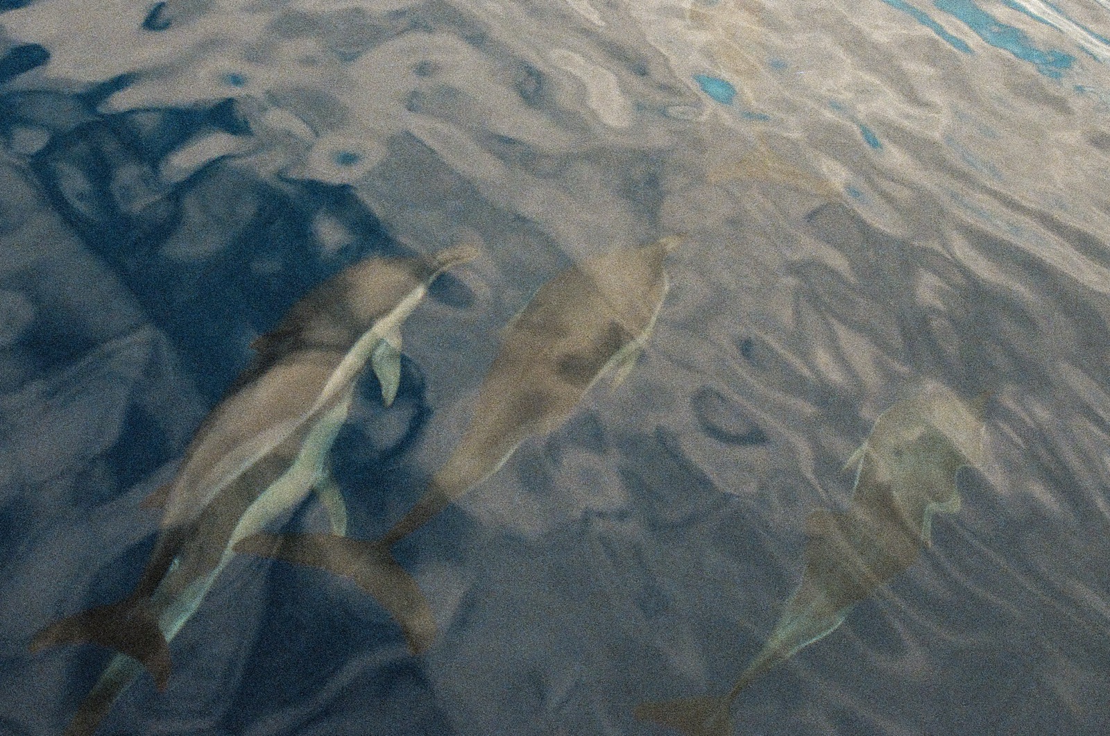 Tenerife 3